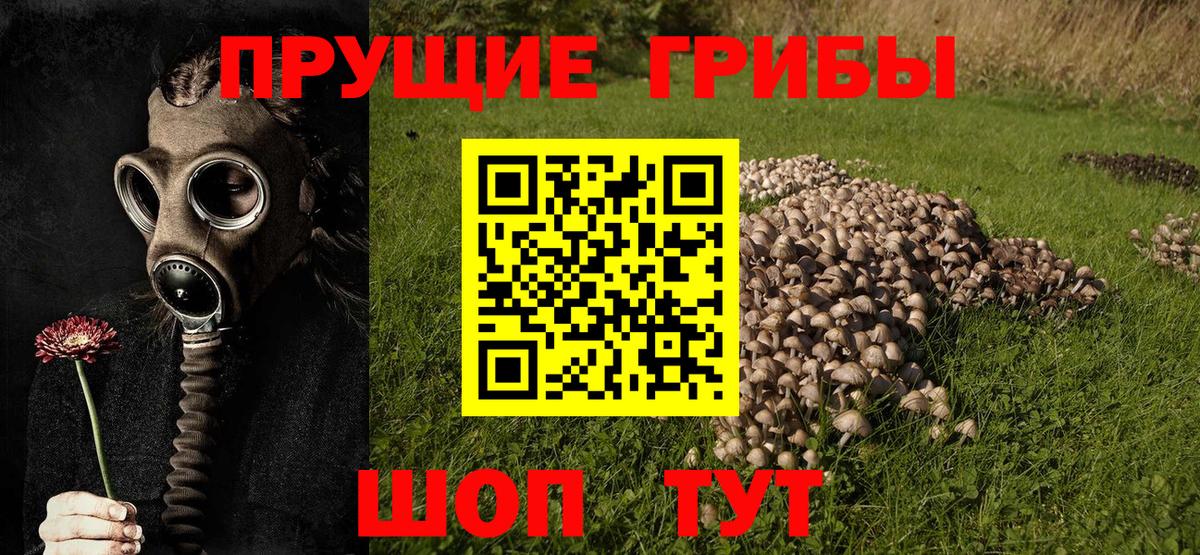 сколько стоит  Вход с VPN  Елизово  Псилоцибиновые грибы Magic Shrooms  Галлюциногенные грибы мухоморы 